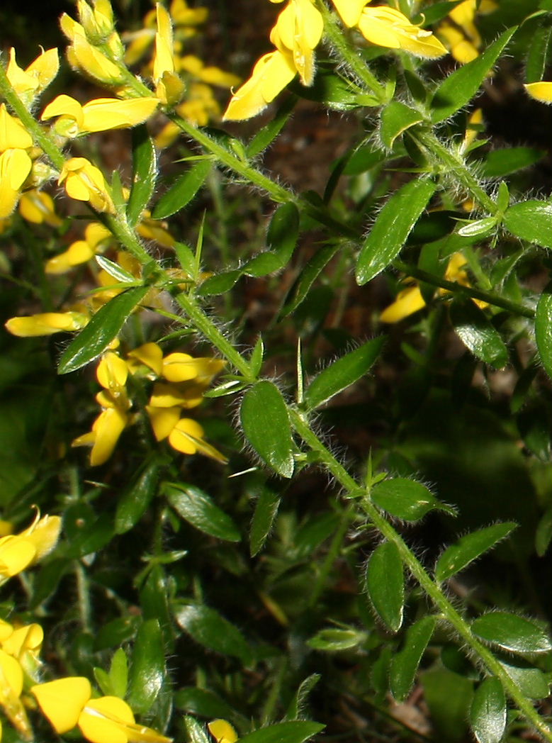 Genista germanica / Ginestra spinosa